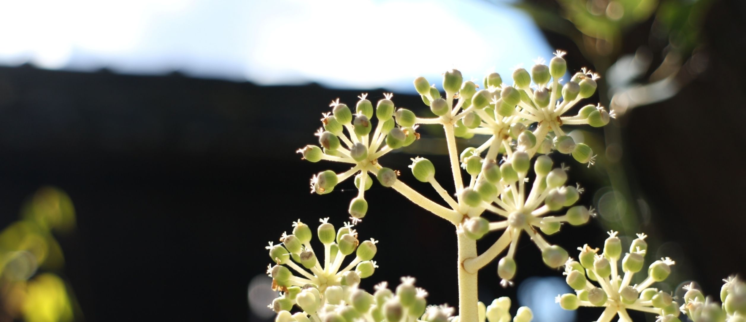 古民家ひだまりオープン準備中